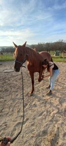 Ostéo Equine