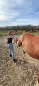Ostéo Equine
